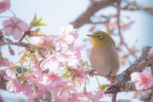 さくらとメジロ